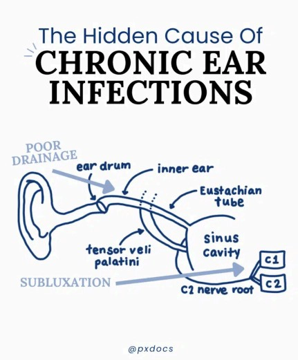 Chiropractic Edina MN Chronic Ear Infections