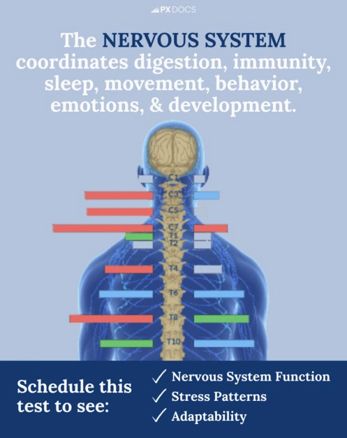 Chiropractic Edina MN Nervous System